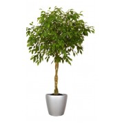 Ficus benjamina impletit 33/140 cm in Lechuza classico LS43 cm